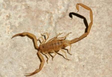 FUMIGACION DE ALACRANES EN EL DF